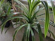 Sehr dekorativen Schraubenbaum ( Pandanus veitchil ) - Elmshorn