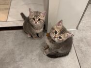 BKH Kitten Reinrassig - Hamm