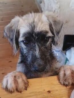 🐻 Bear ein kleiner Abenteurer auf der - Völklingen