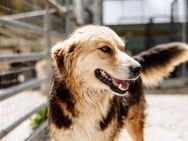 Stella Mix Hündin ca. 4 Jahre alt in GR - Reutlingen
