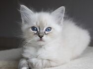 Ragdollkitten mitr Stammbaum - Allershausen