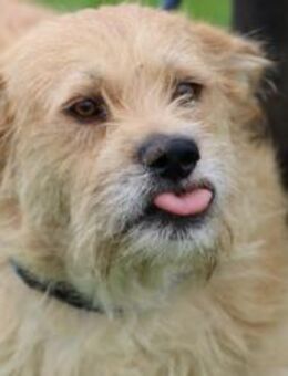 Emel - sehr gemütlich u. verschmust - Lohra