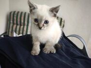 BLH Maine Coon Mix Kätzchen - Daxweiler