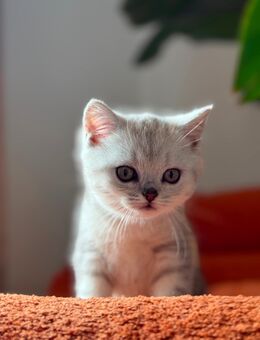 Wunderschöne BKH Kitten abzugeben - Berlin