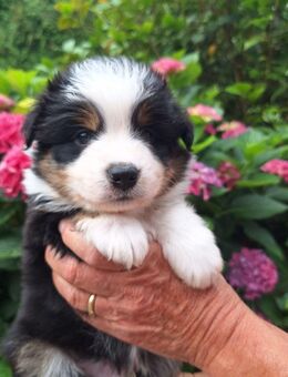 Entzückende Australian Shepherd-Welpen zur Vermittlung - Much