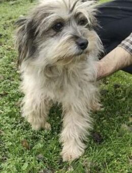 Isa 30 cm - Alpenrod