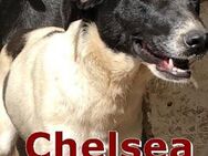 CHELSEA sucht ihr Für-Immer-Zuhause - Langenhagen