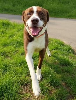 Cayo, 5 Jahre, sucht passenden Deckel - Schwalmtal (Nordrhein-Westfalen)