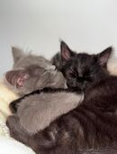 2 liebevolle Kitten Sibirische Waldkatze EKH, 5 Monate, nur zusammen in 30165