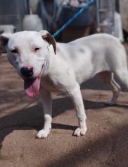 Isha von kettenlos - Bollingstedt