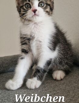 BKH/BLH Kitten - Weil (Rhein) Zentrum
