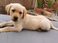 Reinrassige Labradorwelpin abgabebereit 1x hell - Nordharz
