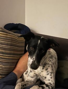 Else sucht Dringend ein Liebevolles Zuhause mit Herz - Sehnde