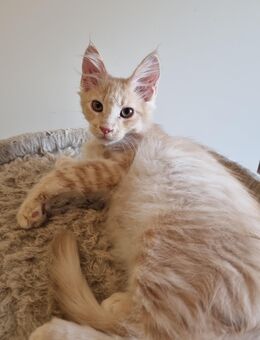 AUSZUGSBEREIT Reinrassiger XXL Maine Coon Kater - Bous