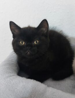 Katzen Babys suchen neue Zuhause - Baltmannsweiler