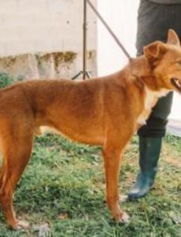 Menschenbezogener Lapa - Eichenzell