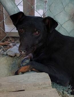 Joey - wer macht ihn endlich glücklich? - Laatzen