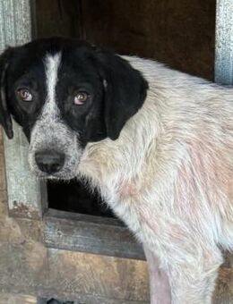 ALIKI ~ hat starke Hautprobleme - Duisburg