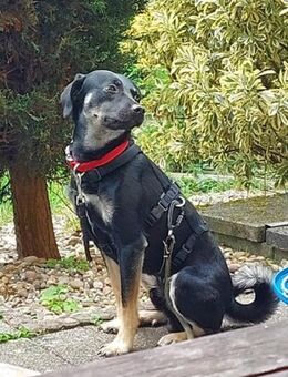 Zicco; Seelchen in Not - Geilenkirchen