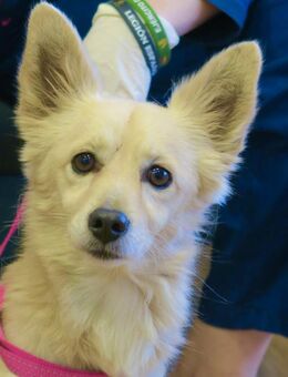 Zorro, freundlich, lernwillig, offen - Westerholt