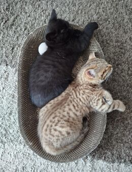 Bkh kitten reinrassige Mädchen - Siegen (Universitätsstadt)