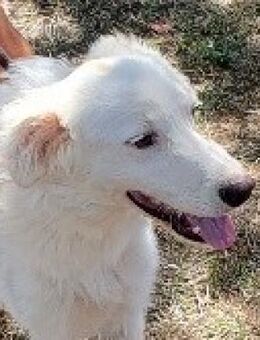 CEDRIK - möchte noch viel erleben....... - Kempen