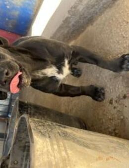 Tiffany unsere schwarze Schönheit - Celle