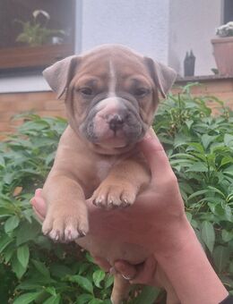 Old English Bulldog Rüde mit Ahnentafel - Fambach
