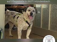 Aljoscha: beeindruckend charismatisch DE - Kirchzell