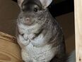 2 Chinchilla Weibchen in 96138