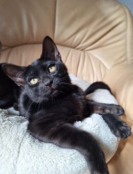 Bombastische melanistic Bengal Kitten, Abholbereit! - Haßloch