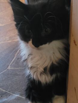 Zuckersüße Maine Coon Mix Kitten Langhaar - Bremerhaven