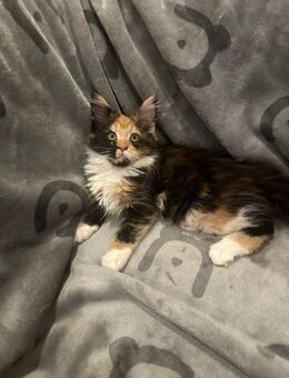 5 Süße Maine-Coon Kitten-Mädchen suchen ein neues Zuhause - Falkenberg (Elster)