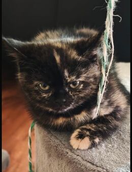 Reinrassige Britische Kurzhaarige Kitten zu verkaufen - Schwabach