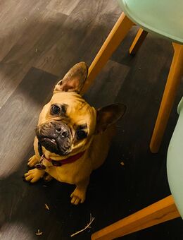 2 jährige französische Bulldogge Hündin sucht neues zu Hause - Bad Essen