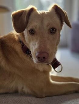 Sanfte kleine Arena möchte Neuanfang - Berlin