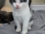 Katzenbabys, Kitten, Hauskatze - Leopoldshöhe