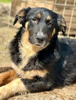 PAMMIE ~niedliches tricolor Hundemädchen - Duisburg