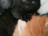 Babykater Kitten Plus Kostenlose Betreuung für ihn - Nürnberg