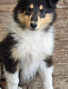 Bezaubernde Collie Welpen, amerikanischer Typ - Wagenfeld