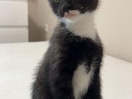 2 Katzen zu verkaufen (schnellstmöglich) - Hamm