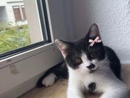 Baby Katze sucht dringend neu zu Hause - Dortmund