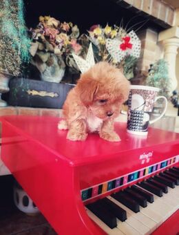 Entzückende Maltipoo-Welpen mit Papieren - Kassel