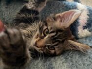 Maine Coon Kitte Kater - Ochtrup