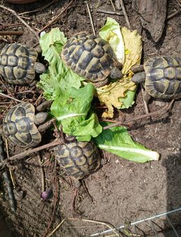 Testudo hermanni 6 Griechische Landschildkröten - Lorsch (Karolingerstadt)