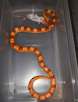 Kornnattern - Hamburg