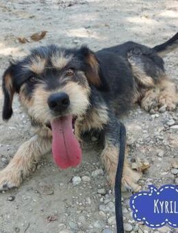 Kyril ein kleiner Wuatschkopf - Flörsheim-Dalsheim