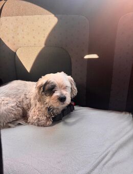 Malteser shih tzu Mischling - Neuenhaus