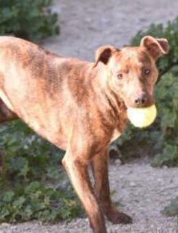 Galgo-Podencomix Ozzy sucht Zuhause - Berlin