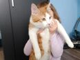 Kater in 91785